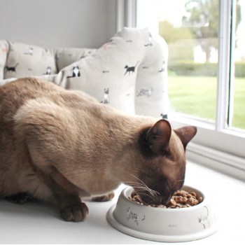 Katzenbedarf kaufen Katzenkissen Sophie Allport kaufen Katzenbett kaufen Katzengeschenke kaufen Katzen Deko