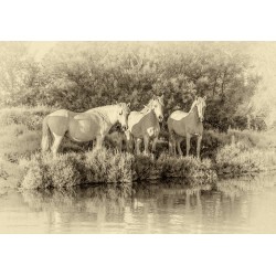 Pferdebilder / Pferdemotive / Pferdefoto Camargue Ponys / Camargue Ponies / Foto Wildpferde, Pferde Leinwandbild für Reiter