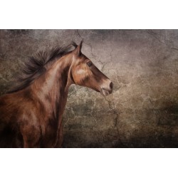 Sepia Pferdeportraits, Pferdebilder, Pferdeleinwände, Pferdefotos, Pferdezeichnungen, Pferdeportraits, Geschenke für Reiter