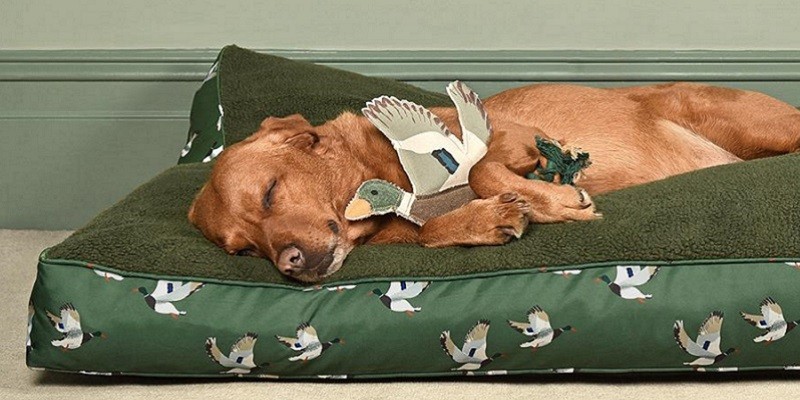 Exklusive Pferdegeschenke: Hunde, Katzen & mehr