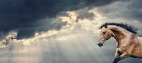 Home und Lifestyle Produkte rund ums Pferd